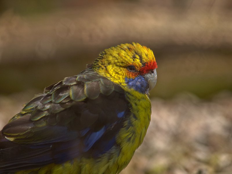 Parrot, Berlin, Charlottenburg